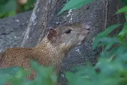 Brown agouti