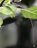 D. metel 'Fastuosa': young, purple-black fruit, with purple pistil still attached, just after fall of senescent corolla and calyx