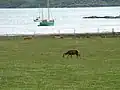 Deer, Cattle and Boats At Glenmore Bay.
