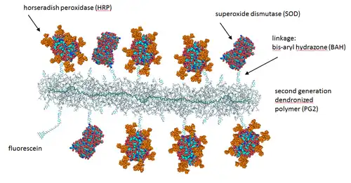 Figure 3. Schematic representation of a molecular hybrid structure (conjugate) between a dendronized polymer and the two different enzymes HRP (horseradish peroxidase) and SOD (Cu,Zn-superoxide dismutase). PDB (SOD): 1SXA; PDB (HRP): 1ATJ; HRP sugar modification from Gray & Montgomery, Carbohydrate Research, 2006, 341, 198-209. Denpol structure: Bertran et al. RSC Adv., 2013, 3, 126-140.