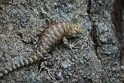 Desert spiny lizard (S. magister)