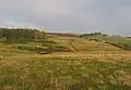 The eastern edge of the wood