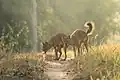 Asiatic wild dogs (dholes)