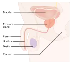 Prostate