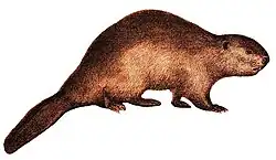 Castor fiber