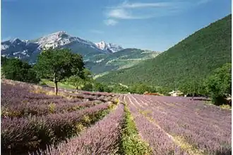 Lavender fields near Die