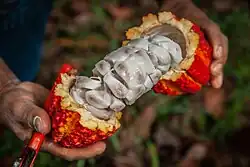 A large red pod is broken up, and a cylinder of white, slimy beans resembling teeth are held up