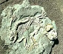 A Diictodon fossil