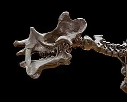 Cast of skull of Uintatherium anceps, a dinoceratan