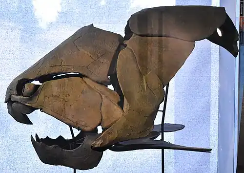 Dunkleosteus skull (c. 370 Mya), about 1 metre (+1⁄2 across