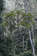 Habit