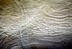 Dish structures in the deposit (Bouma A, Lowe S3) of an ancient liquefied sediment flow preserved in outcrop.