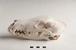 Image 12Lateral view of a dog skull, jaw closed (from Dog anatomy)