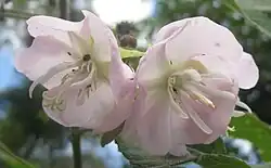 Extreme close-up of flowers