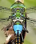 Segment 2 of male