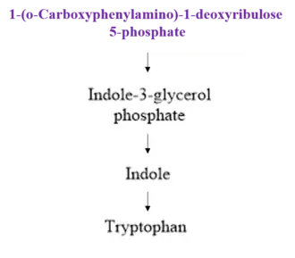 Fig. 3: Downstream* Pathway of Tryptophan Synthesis