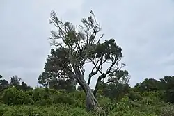 D. arboreum