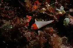 Juvenile from Sulawesi, Indonesia