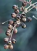 Dried fruits (Kolkata, West Bengal, India)