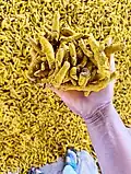 Dried Vasmat Turmeric fingers held in hand