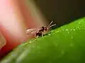Druon quercuslanigerum sexual female ovipositing into a leaf mid-rib