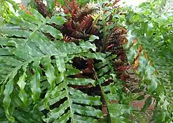 Fern with large green pinnatifid leaves springing from a cluster of smaller dry brown scalloped leaves