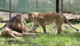 African lions