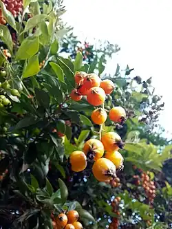 Fruits closeup