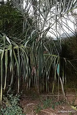 Dypsis basilonga