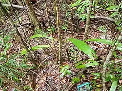 Dypsis brevicaulis