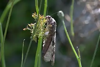 On a grass flower