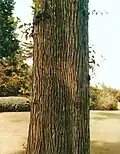 Bark of Späth's Ulmus glabra Mill., RBGE (1989)[1]