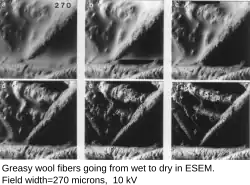 Greasy wool fibers going from wet to dry in ESEM, at room temperature. Field width 270&nbsp;μm, BSE, 10 kV.
