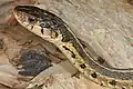 Eastern garter snake
