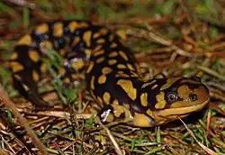 A. tigrinum