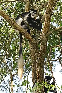 C. g. occidentalis At the Semliki Wildlife Reserve in Uganda