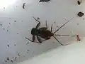 Nymph mayfly