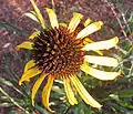 Flower from above