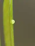 Freshly laid egg on Polyalthia longifolia