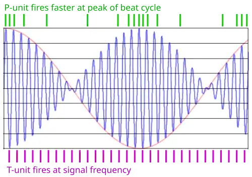 diagram showing firing of receptor cells, one in time with basic wave and one firing more as beat wave increases in size