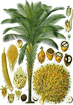 Diagram of Elaeis Guineensis