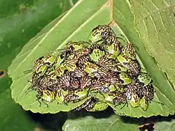 Aggregation of nymphs