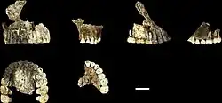 Upper jaws of LES1 (left) and DH1 (right)