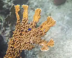 Elkhorn coral with a Yellowtail Damselfish in the Caribbean Sea in Curaçao