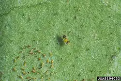 Encarsia perplexa (centre), a parasitoid of citrus blackfly (lower left), is also an adelphoparasite, laying eggs in larvae of its own species