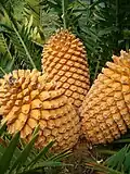 Cones