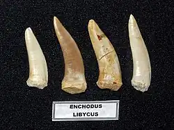 Teeth of E. libycus from Khouribga