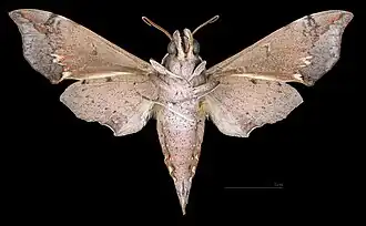 Male ventral