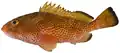 Red hind (Epinephelus guttatus)