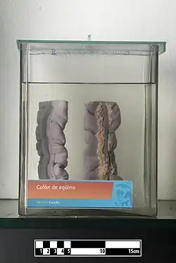 Image 25Equine colon (from Equine anatomy)